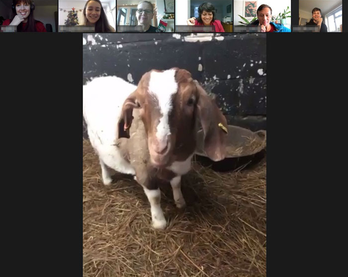 Farm Rents Their Goats For Zoom Conference Calls For $7/5 mins, Raises $68k