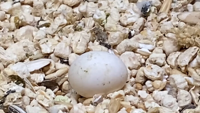 Man Finds An Abandoned Parrot Egg And Hatches It Into An Adorable Budgie Man Finds An Abandoned Parrot Egg And Hatches It Into An Adorable Budgie