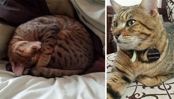 I Left The Window Open One Day And Came Home To This Cute Kitty Just Chillin' In My House