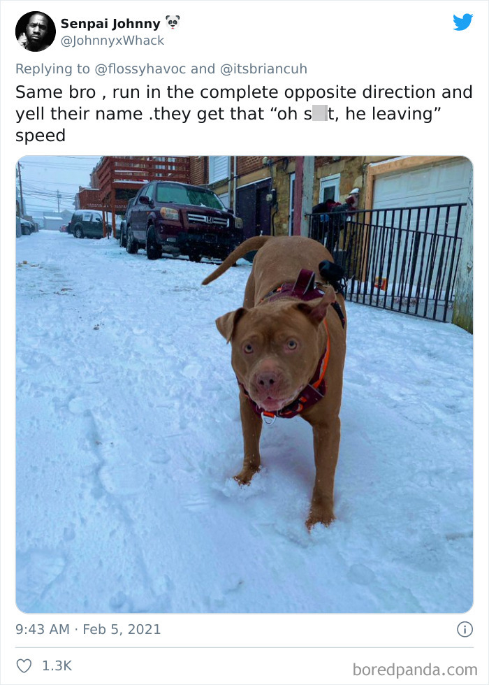 Chase-Dog-Down-The-Street-Game-Stories