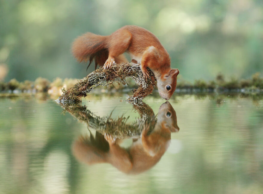 Austrian Wildlife Photographer Captures Nature’s Magical Moments (35 Pics)