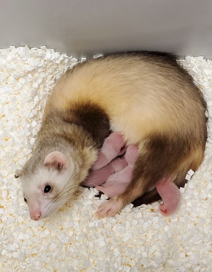 Scientists Successfully Clone A Ferret That Died In 1988, And This Might Be A Way Of Protecting Endangered Species
