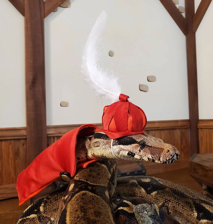 Snake wearing a red hat with a feather, part of a community trend celebrating snakes in hats.