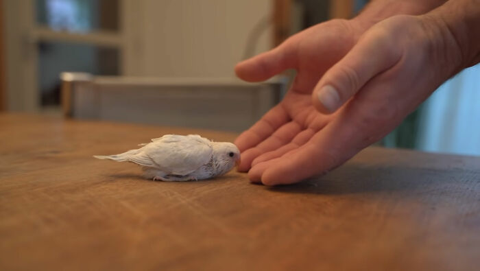 Man Finds An Abandoned Parrot Egg And Hatches It Into An Adorable Budgie Man Finds An Abandoned Parrot Egg And Hatches It Into An Adorable Budgie