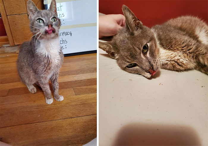 My Neighbors And I Thought She Was A Stray Hanging Around