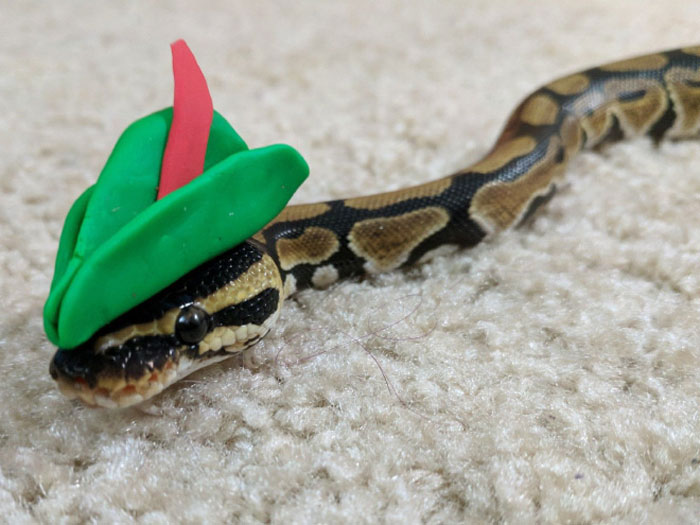 Snake wearing a green and red hat, showcasing the trend of hats on snakes.