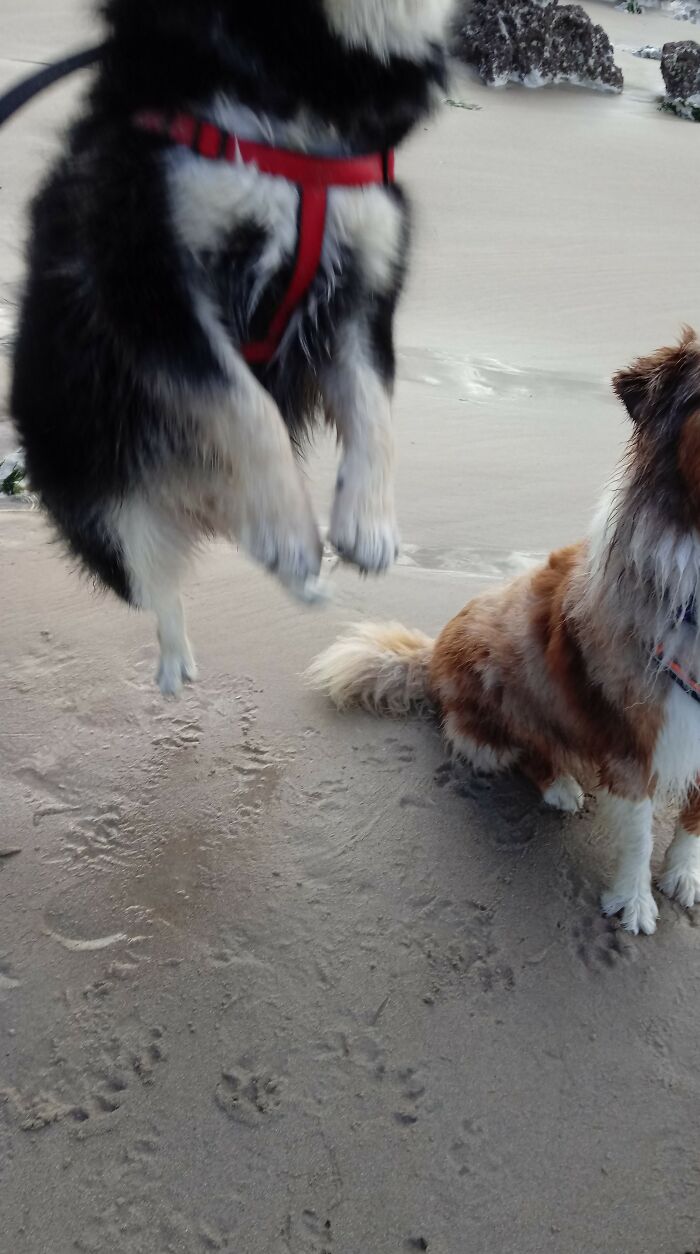 Silly Fluffy Friend (Our Rabbit Is More Intelligent)