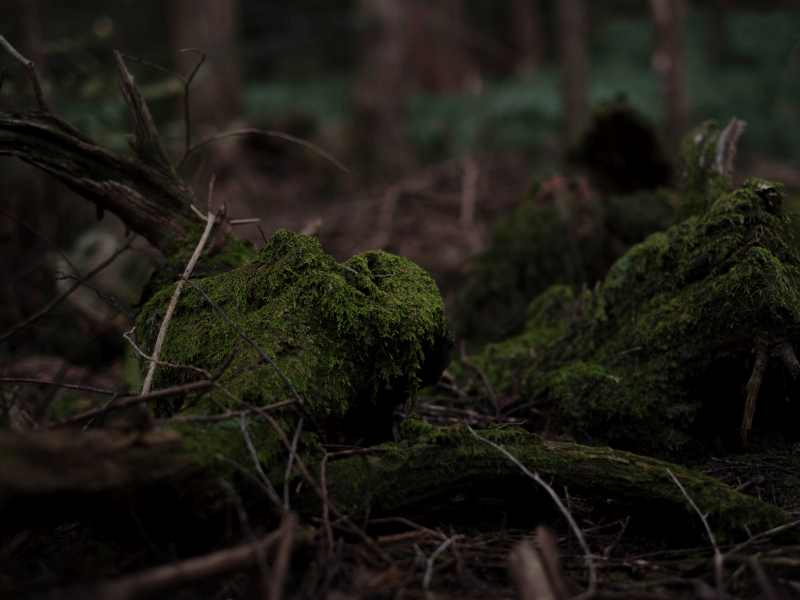 My Forest Animations My Forest Animations