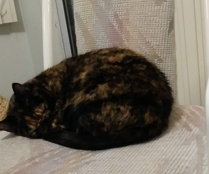 Lola Curls Up, Tucks Her Back Legs Under Her Front Legs, And Puts Her Paw Over Her Nose