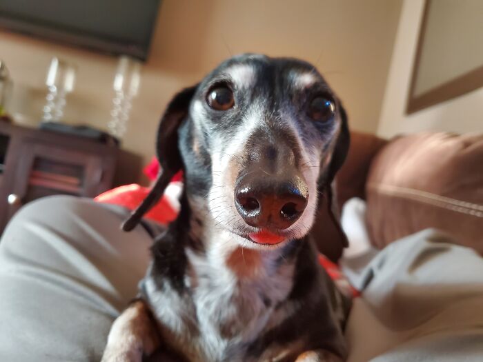 My 12 Year Old Dachshund Cocktail Doggie
