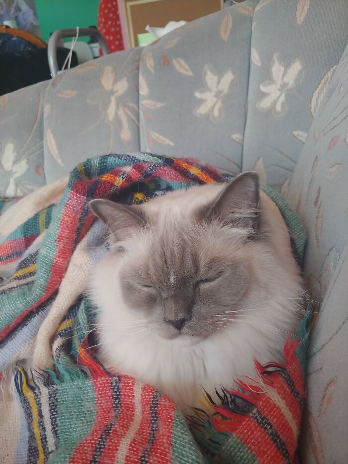 Draw My Beautiful Boy Cat Sumo.