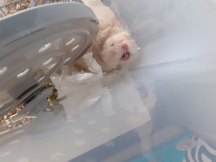 My Sleepyhead In A Bed He Made Under His Exercise Wheel, Even Though His Real Bed Is Giant Xd