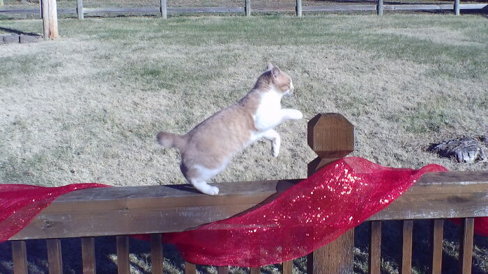 One Of My Cats Mittens