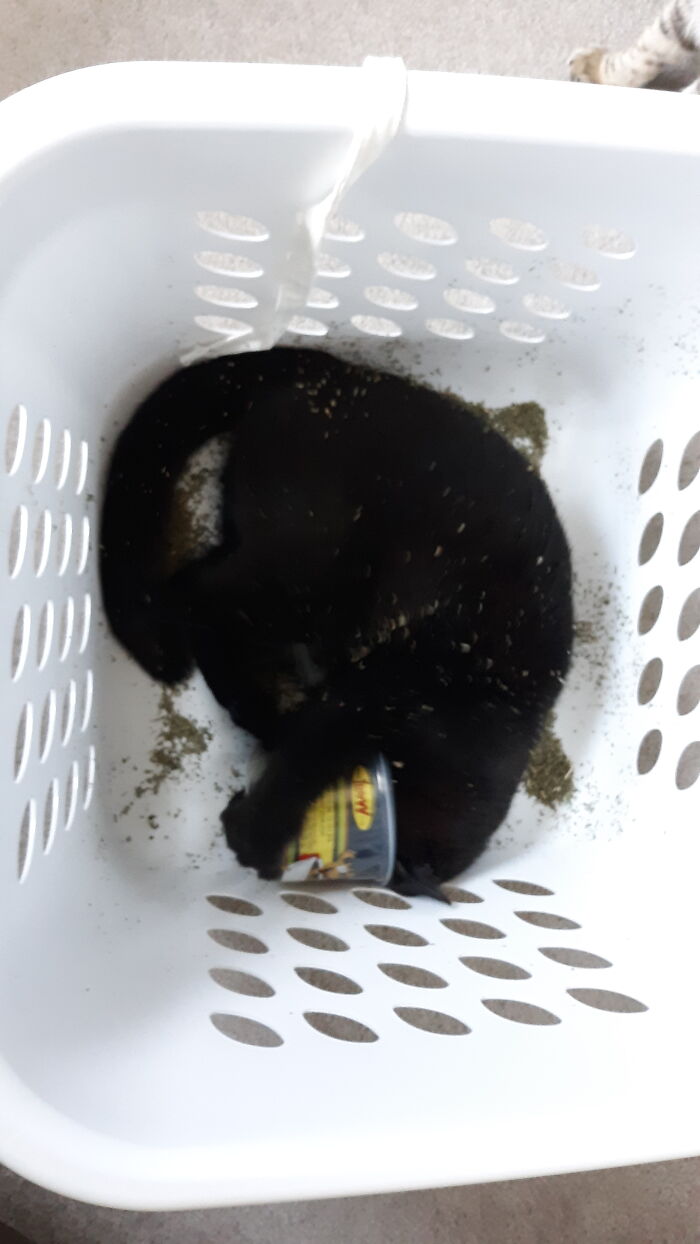 Mine. Mine. Catnip Is Miiiinnnnneeeeeee!