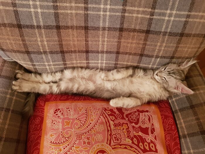 My Little Floof Sleeps Like A Human