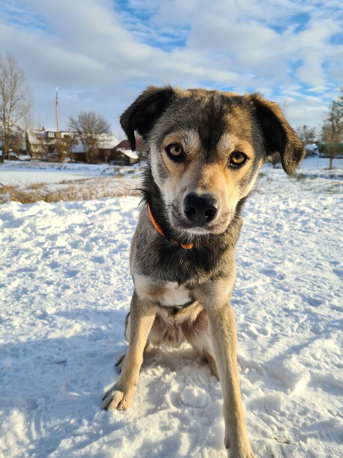 Borka - Best Friend (Adopted From Romenia)