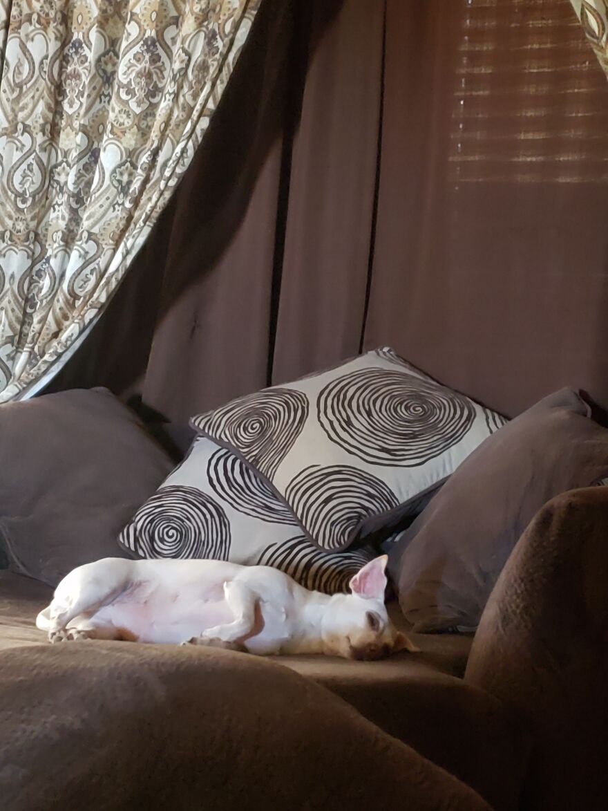 Cookie Owning The Chair!