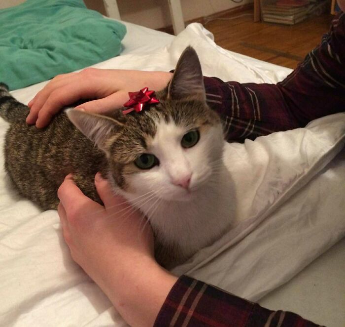 Our Cat Is The Greatest Gift Of Them All