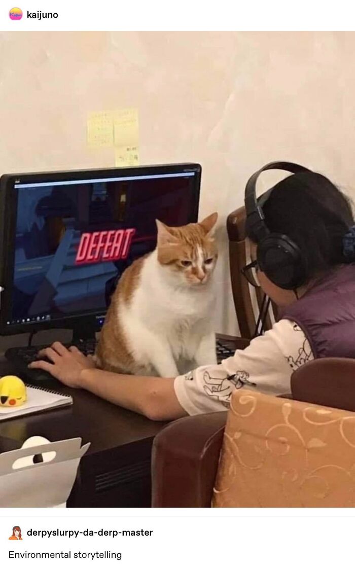 Living With A Cat In A Nutshell