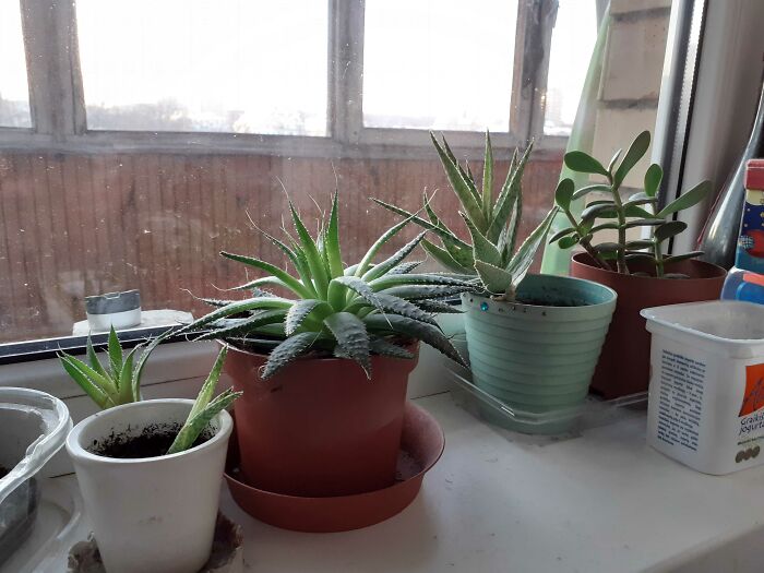 Draw One Of These Plants