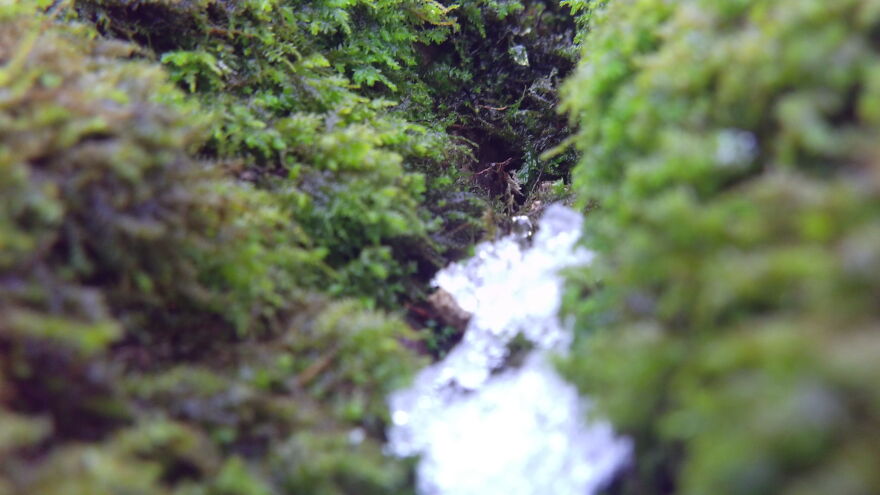 Snowed On Moss In My Yard