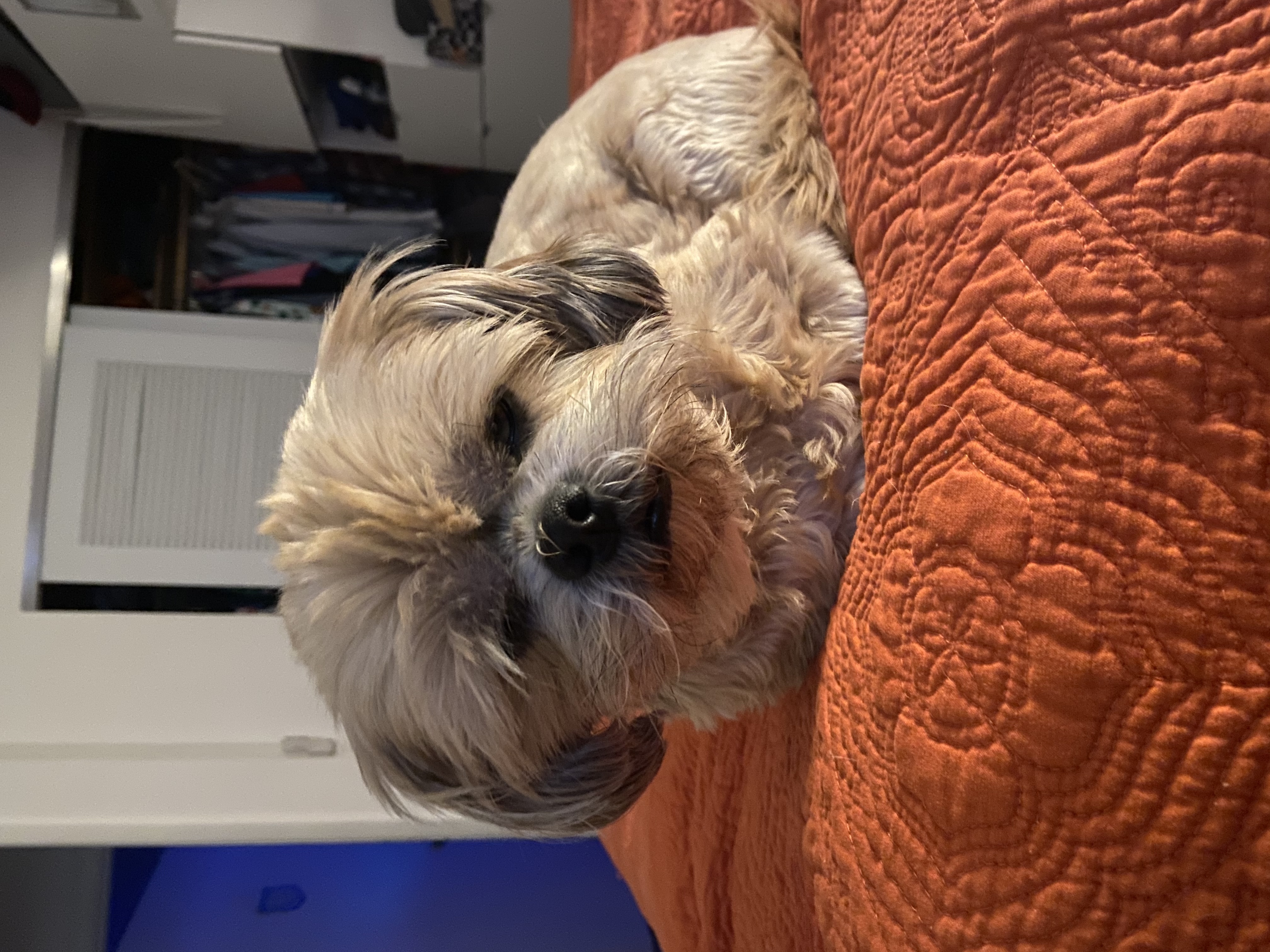 My Dog Really Makes Me Happy So Here Is A Compilation Of Her In The Past Year