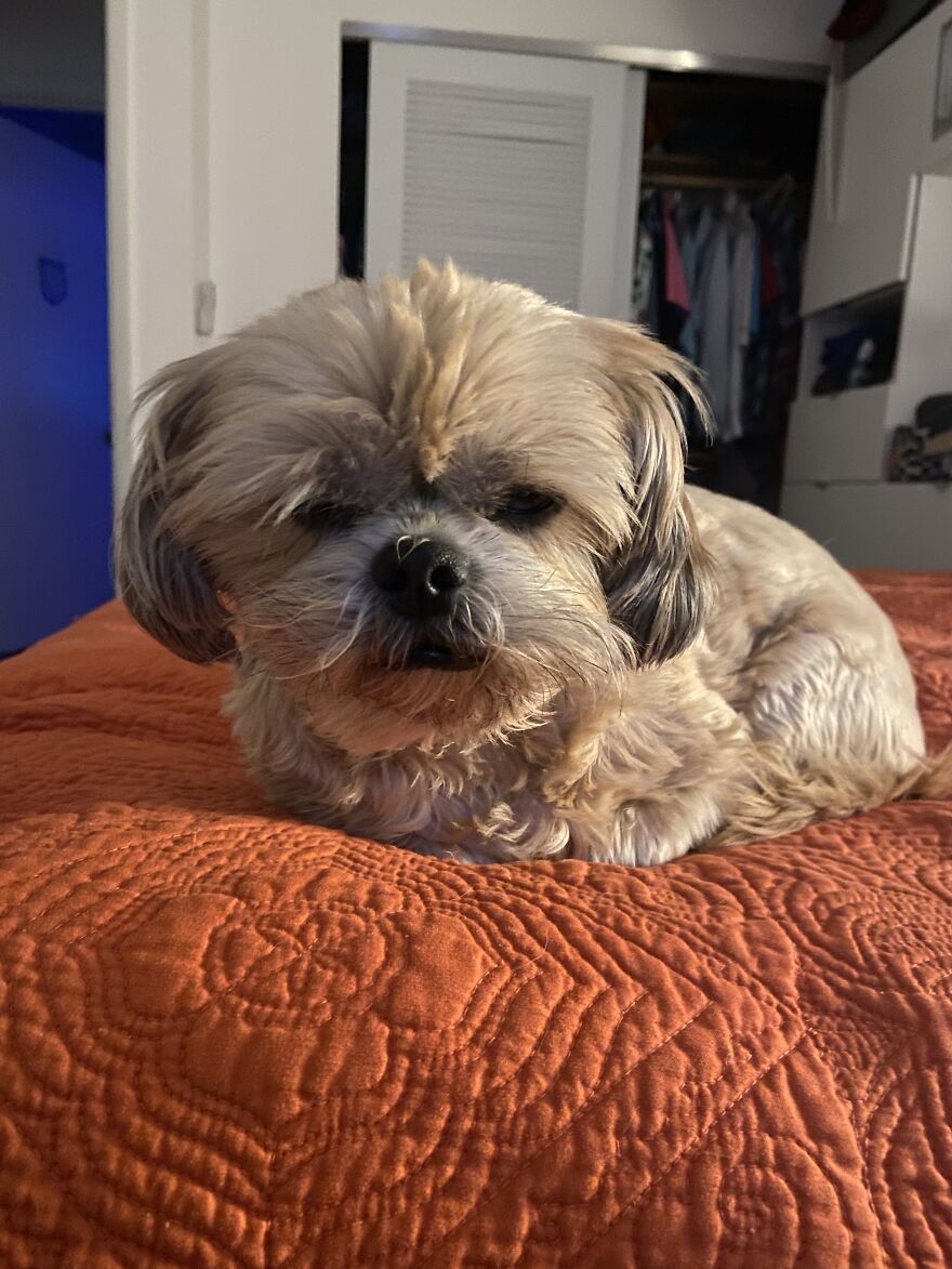 My Dog Really Makes Me Happy So Here Is A Compilation Of Her In The Past Year