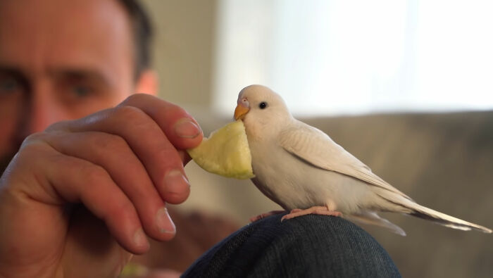 Man Finds An Abandoned Parrot Egg And Hatches It Into An Adorable Budgie