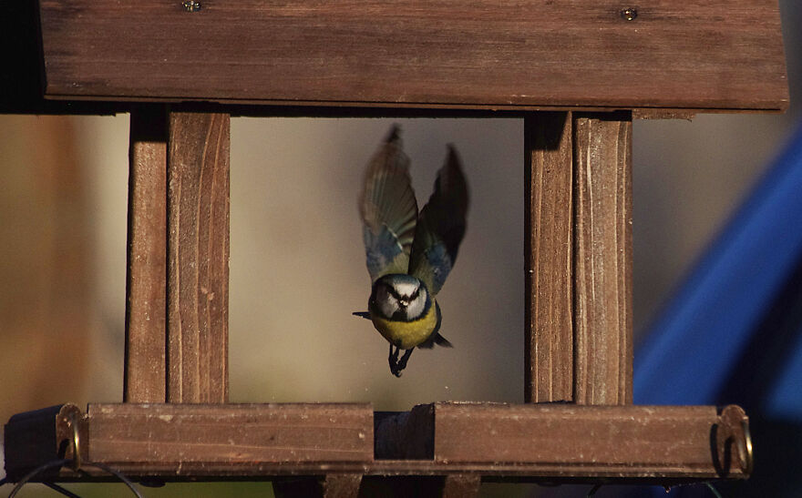 Blue Tit Taking Off From The Bird Table