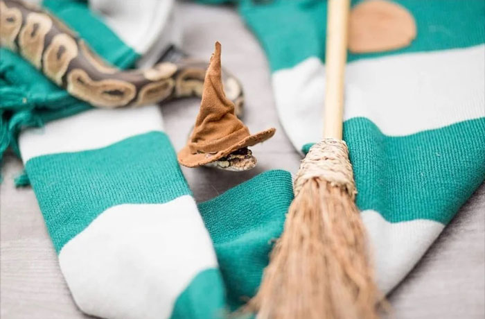 Snake wearing a tiny hat next to a broom on a green and white cloth.