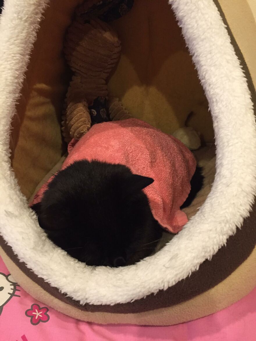 I Saved My Cat & Now She Saves Me Every Day (29 Pics) I Saved My Cat & Now She Saves Me Every Day (29 Pics)