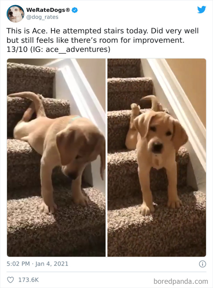 We-Rate-Dogs-Twitter