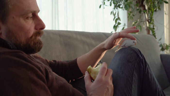 Man Finds An Abandoned Parrot Egg And Hatches It Into An Adorable Budgie
