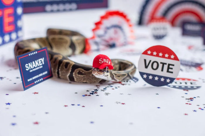 Snake wearing a tiny hat next to a "vote" sign, surrounded by election-themed decorations.