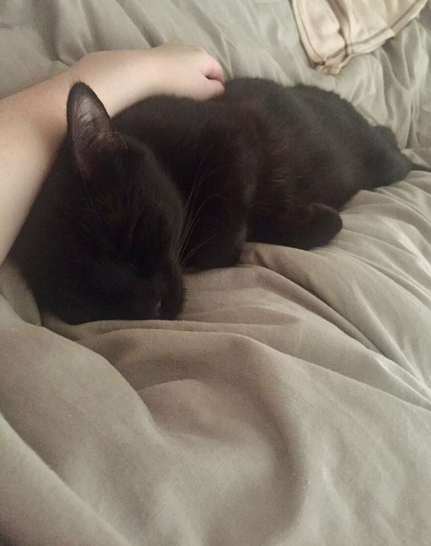 I Saved My Cat & Now She Saves Me Every Day (29 Pics)