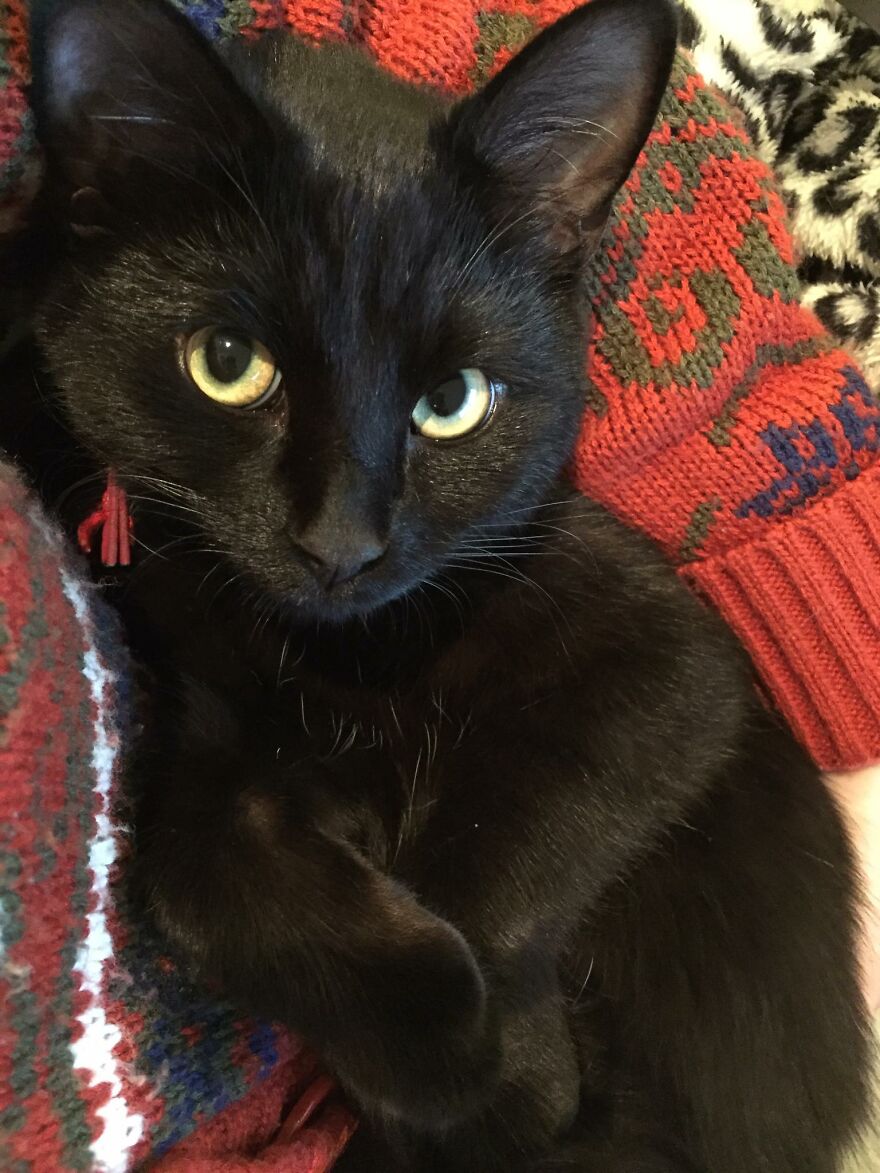 I Saved My Cat & Now She Saves Me Every Day (29 Pics)