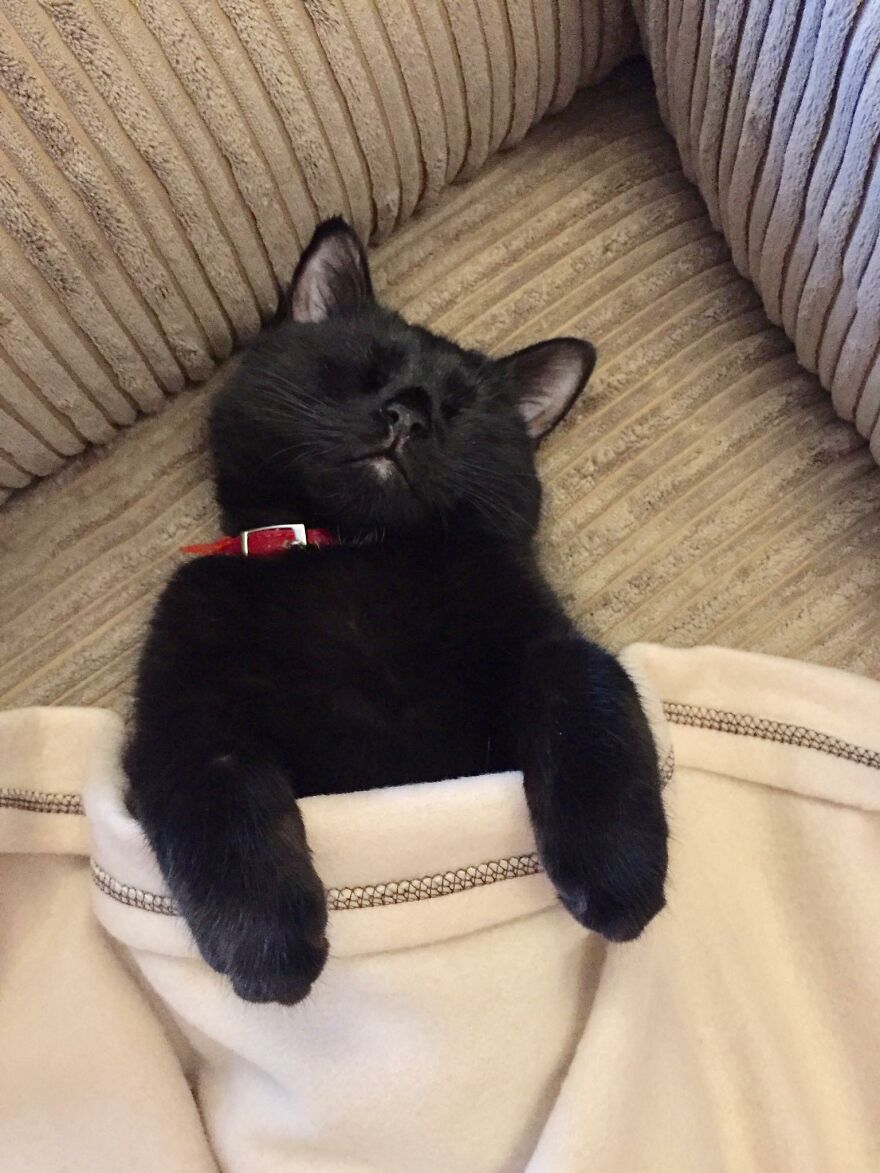 I Saved My Cat & Now She Saves Me Every Day (29 Pics)