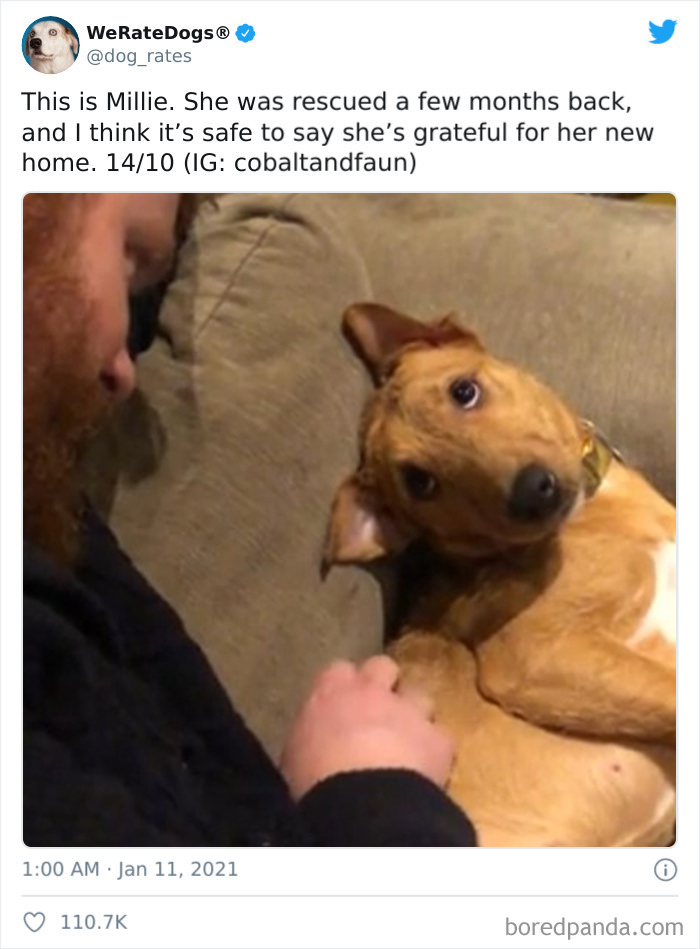 We-Rate-Dogs-Twitter