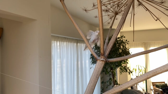 Man Finds An Abandoned Parrot Egg And Hatches It Into An Adorable Budgie Man Finds An Abandoned Parrot Egg And Hatches It Into An Adorable Budgie