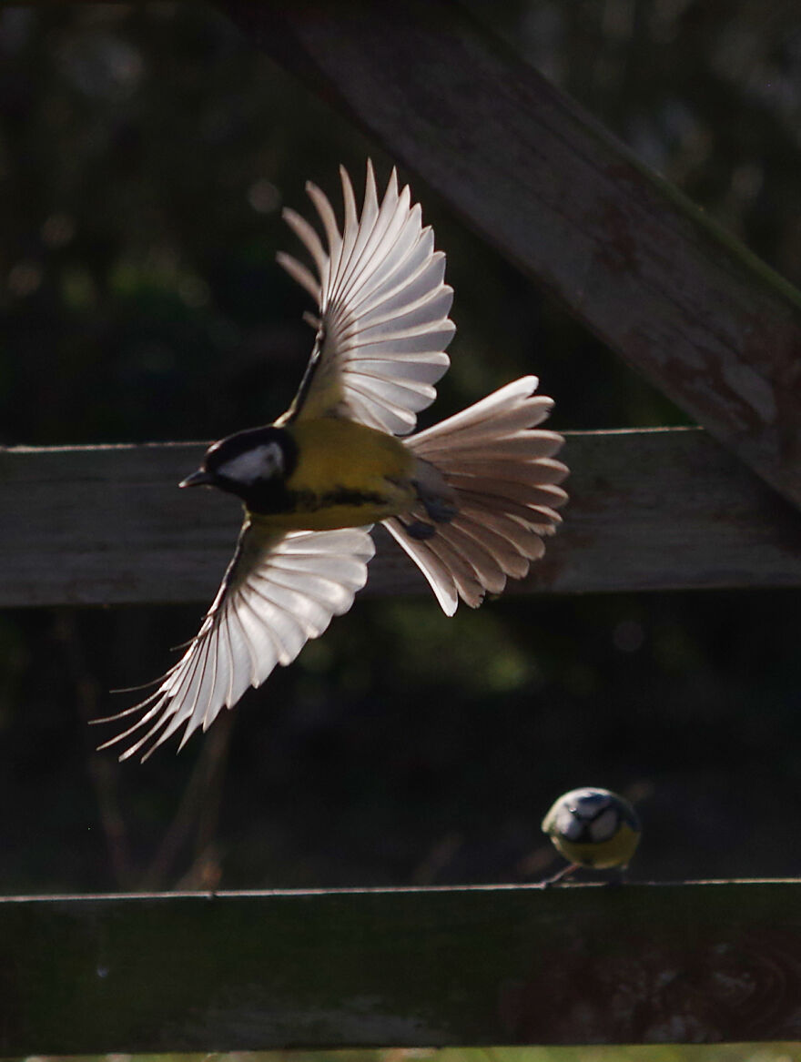 Great Tit Being Watched By A Blue Tit