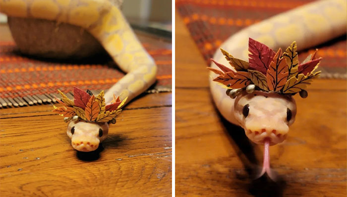 Snake wearing a decorative hat made of autumn leaves, showcasing the quirky trend of hats on snakes.