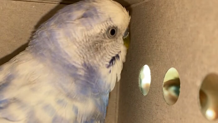 Man Finds An Abandoned Parrot Egg And Hatches It Into An Adorable Budgie