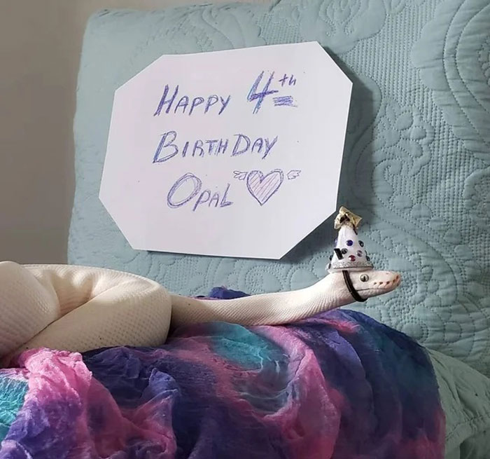 Snake with a small party hat celebrates fourth birthday with a handwritten sign in the background.