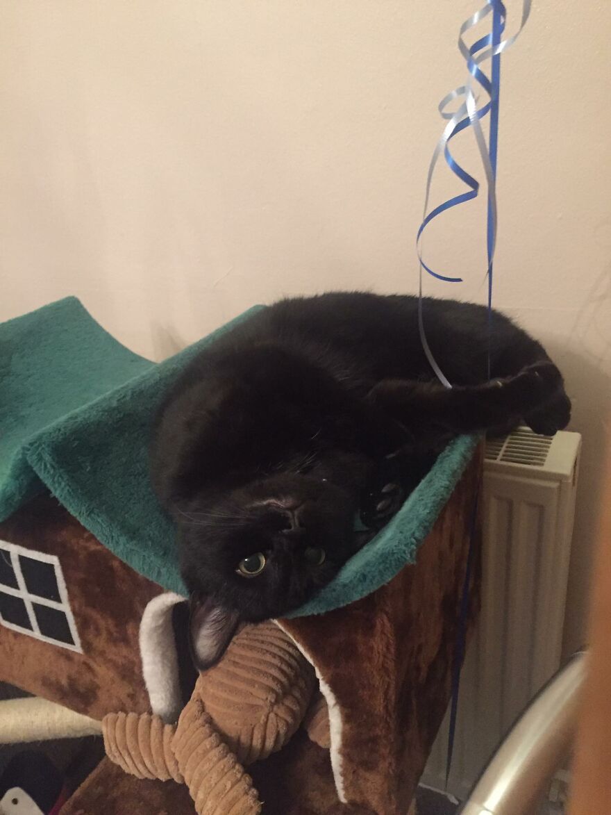 I Saved My Cat & Now She Saves Me Every Day (29 Pics) I Saved My Cat & Now She Saves Me Every Day (29 Pics)