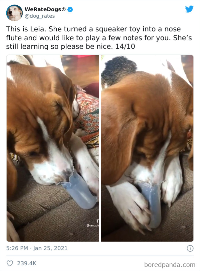 We-Rate-Dogs-Twitter