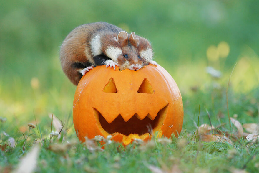 Austrian Wildlife Photographer Captures Nature’s Magical Moments (35 Pics)