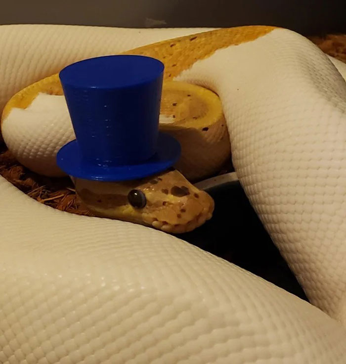 Snake with blue hat curled up, celebrating the hats on snakes trend.
