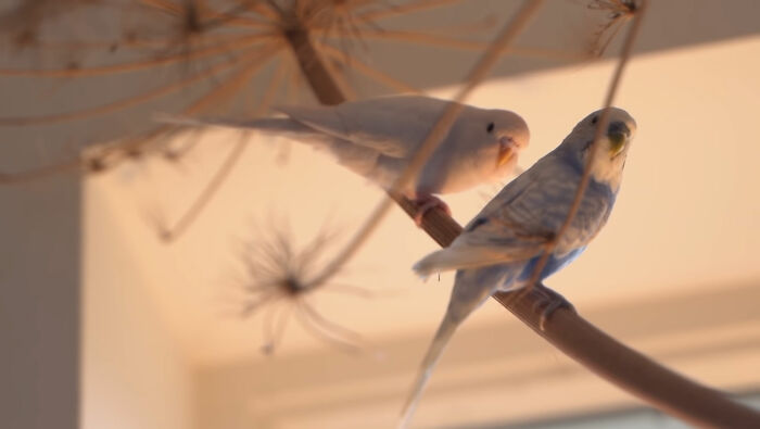 Man Finds An Abandoned Parrot Egg And Hatches It Into An Adorable Budgie Man Finds An Abandoned Parrot Egg And Hatches It Into An Adorable Budgie