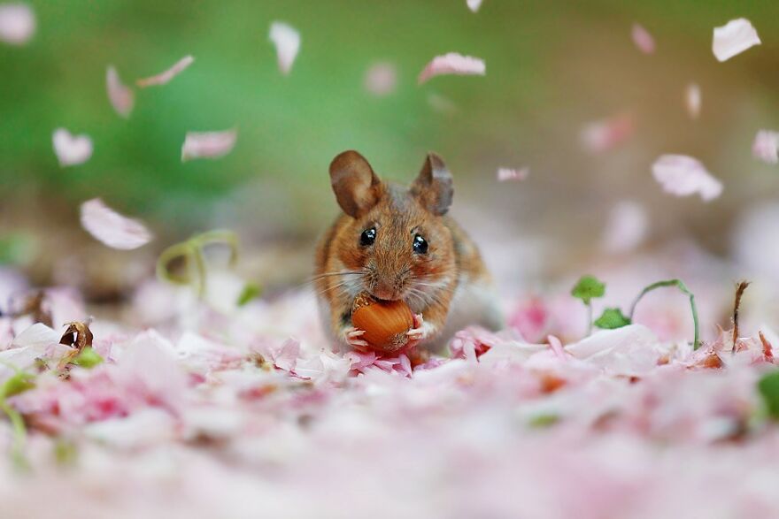 Austrian Wildlife Photographer Captures Nature’s Magical Moments (35 Pics)