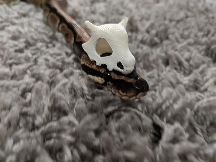 Snake wearing a small white hat resembling a skull, lying on a gray surface.
